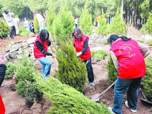 国有黑峪林场里植下的黑松生机盎然